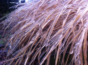 Ice Covered Grasses
