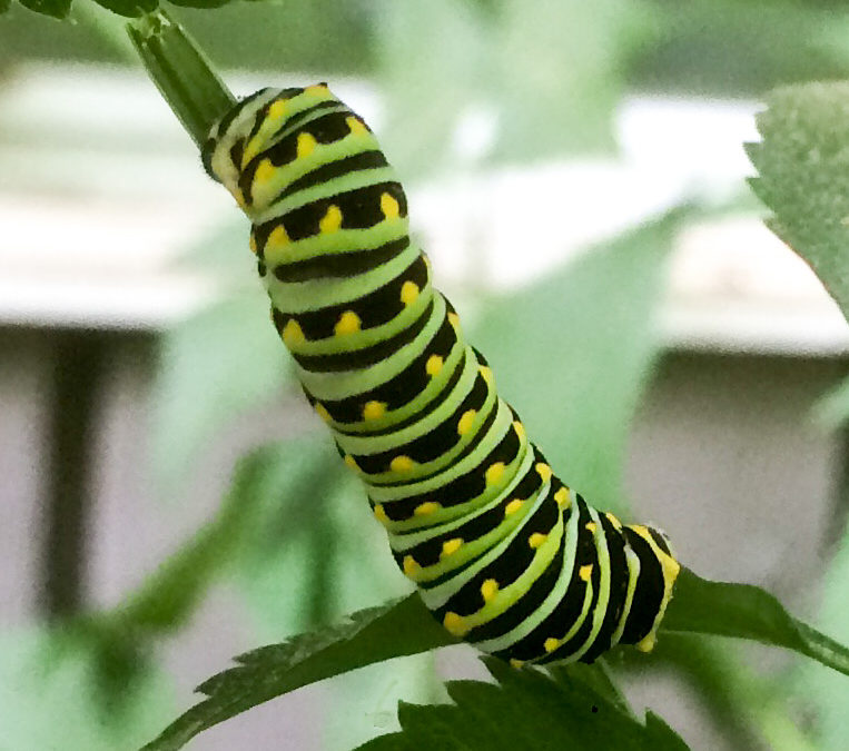 New England Caterpillar ID