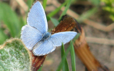 Early Spring Butterfly – Spring Azure