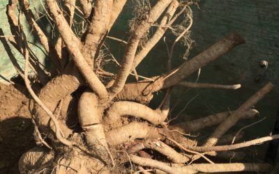 Why Bare Root a Tree before Planting?