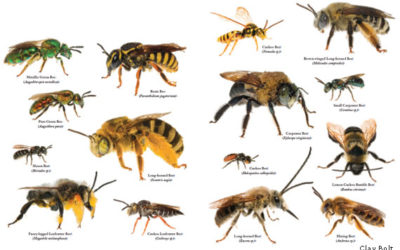 Understanding Native Bees