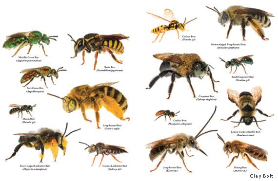 Understanding Native Bees